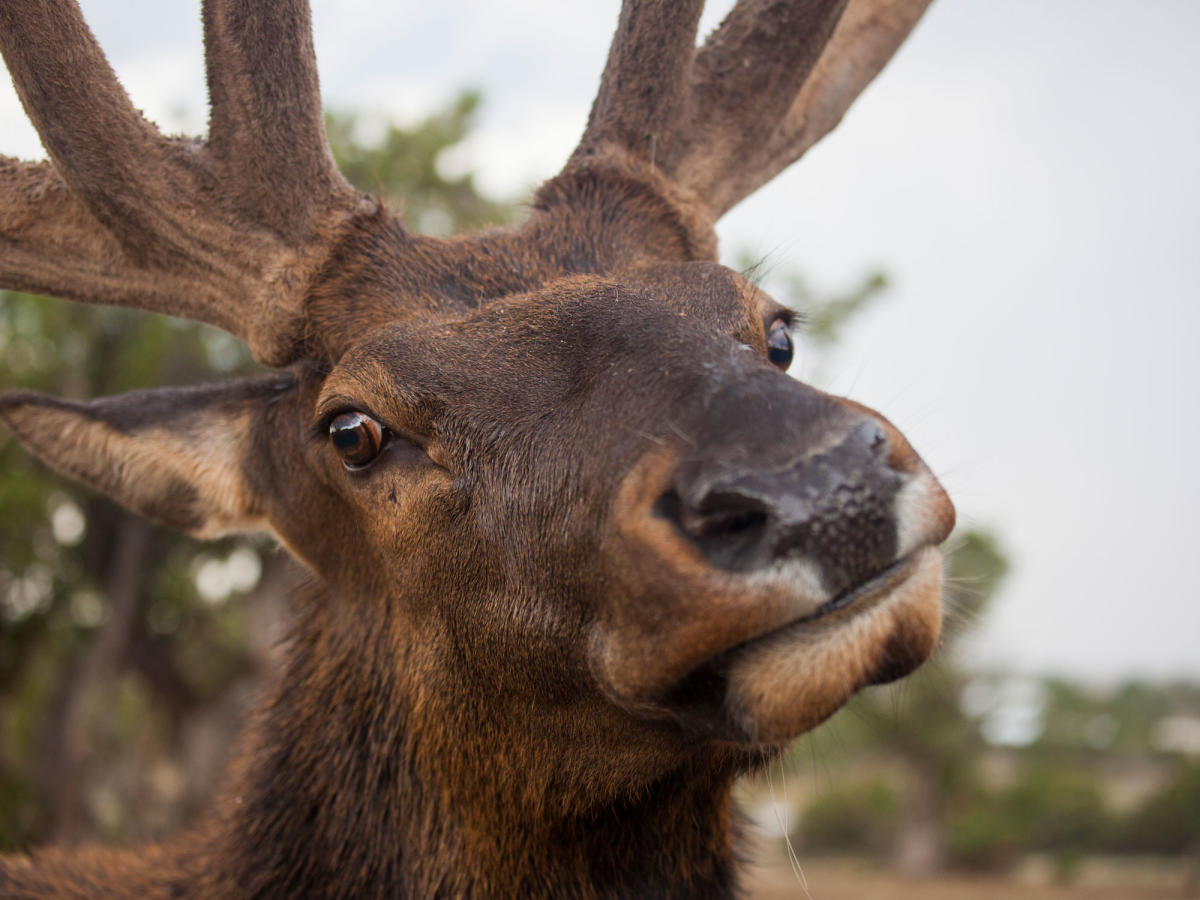 Wildlife West Dining