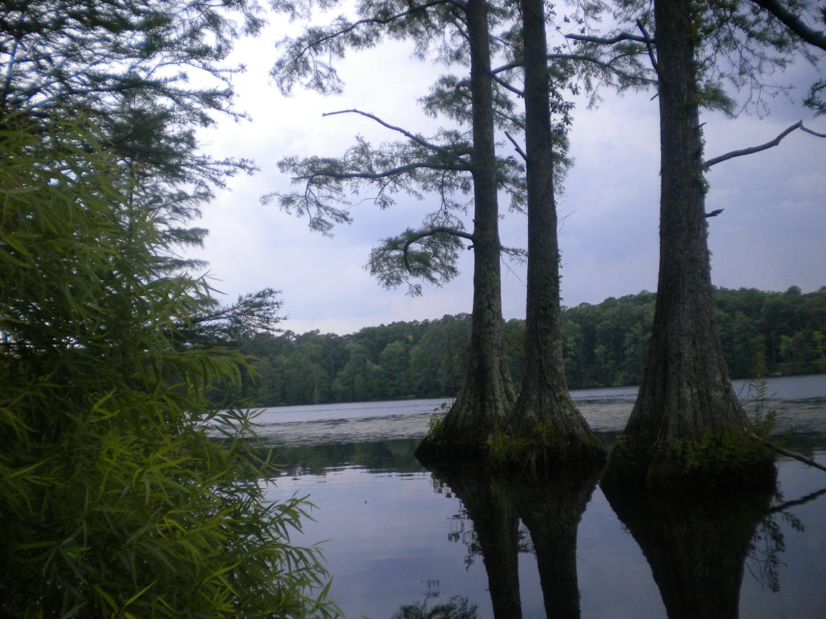 Cypress Trees in Harwood Mills Reservoir