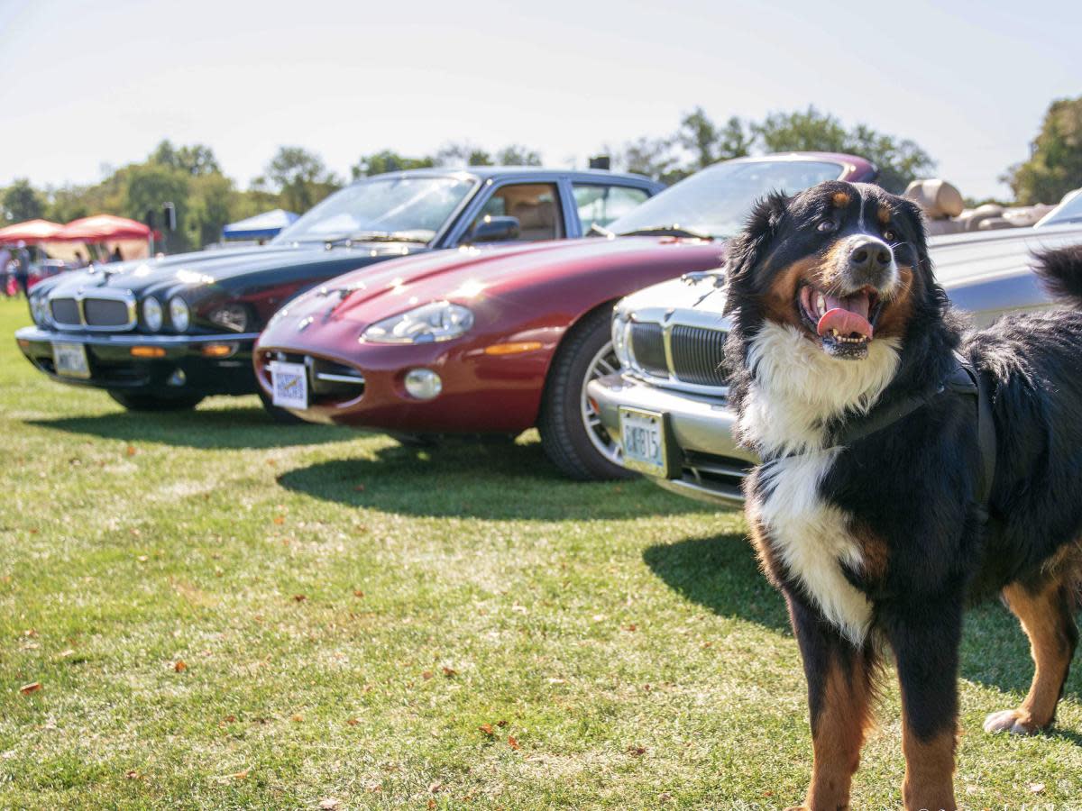 Newport Jaguar Tours