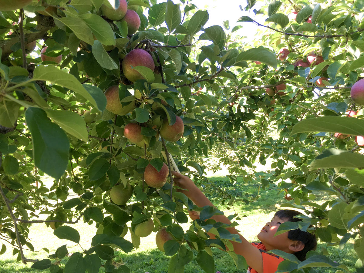 Rocky Brook Orchard