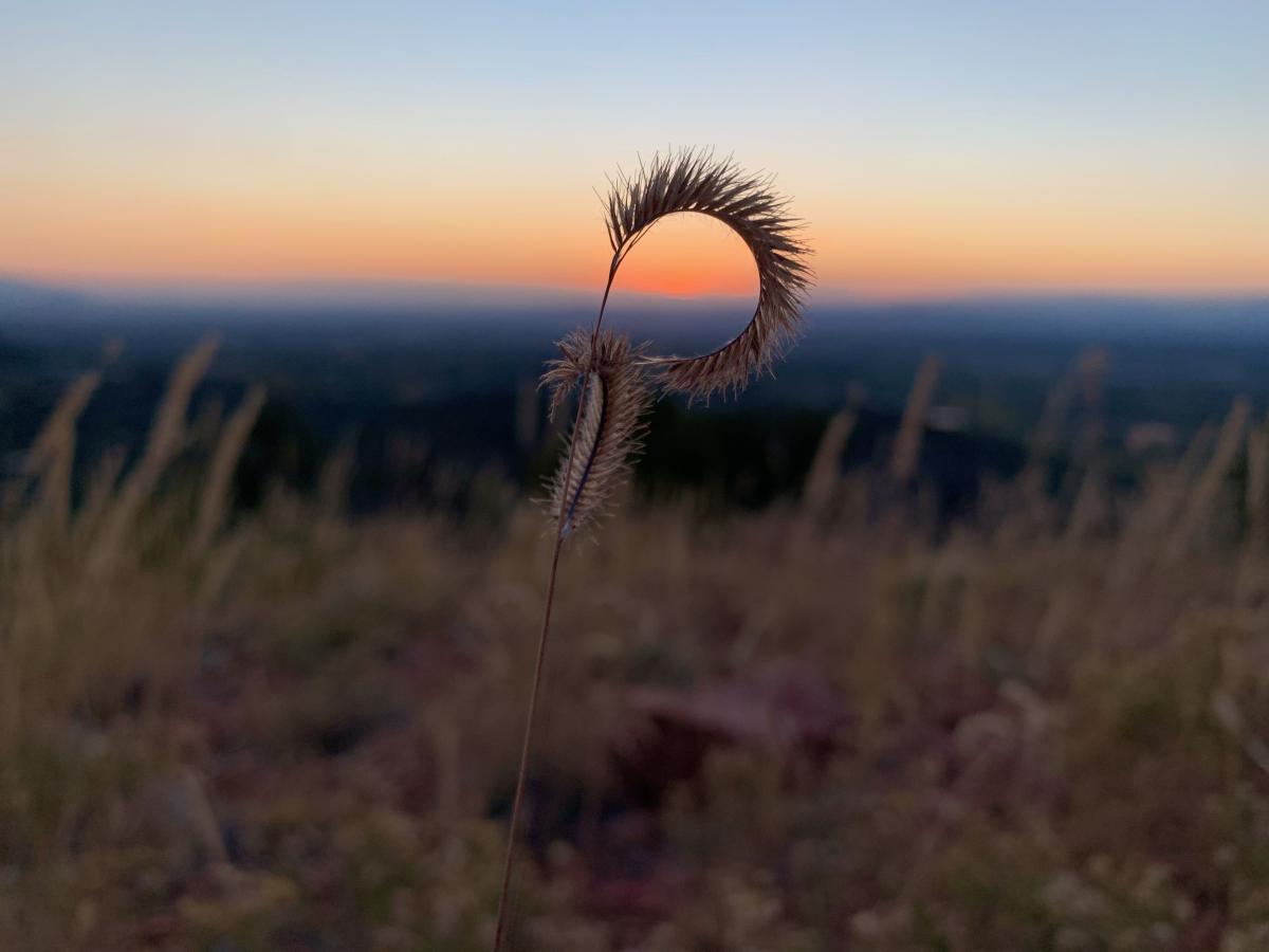 Close-up of a curled wild grass stem in focus against a blurred backdrop of a serene, colorful sunset sky, evoking a sense of tranquility.