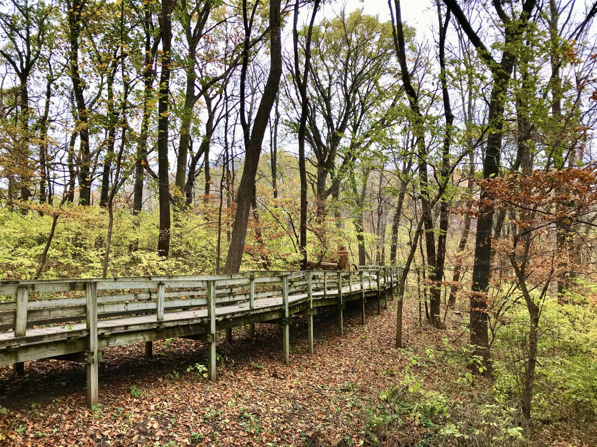 Fontenelle Forest in fall