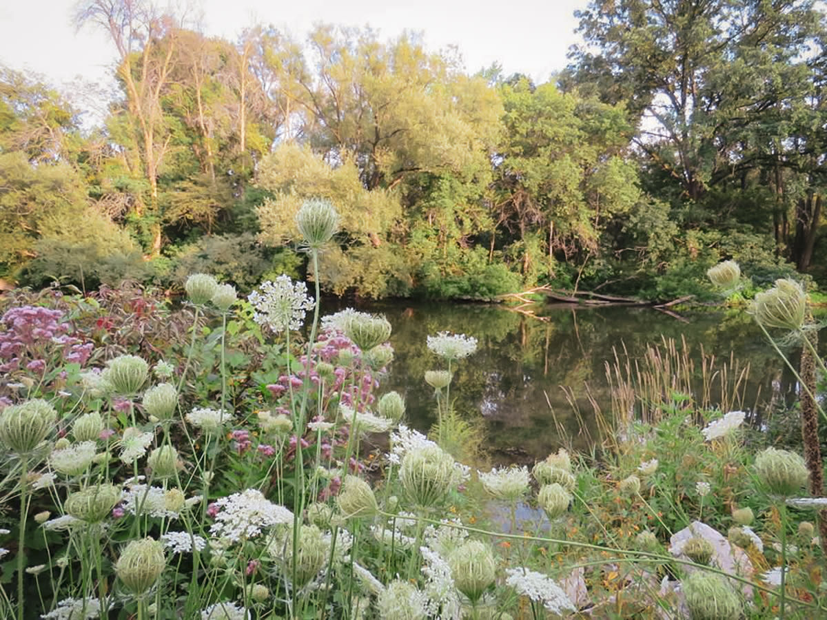 Embro Pond Conservation Area Lake Flowers Park Forest