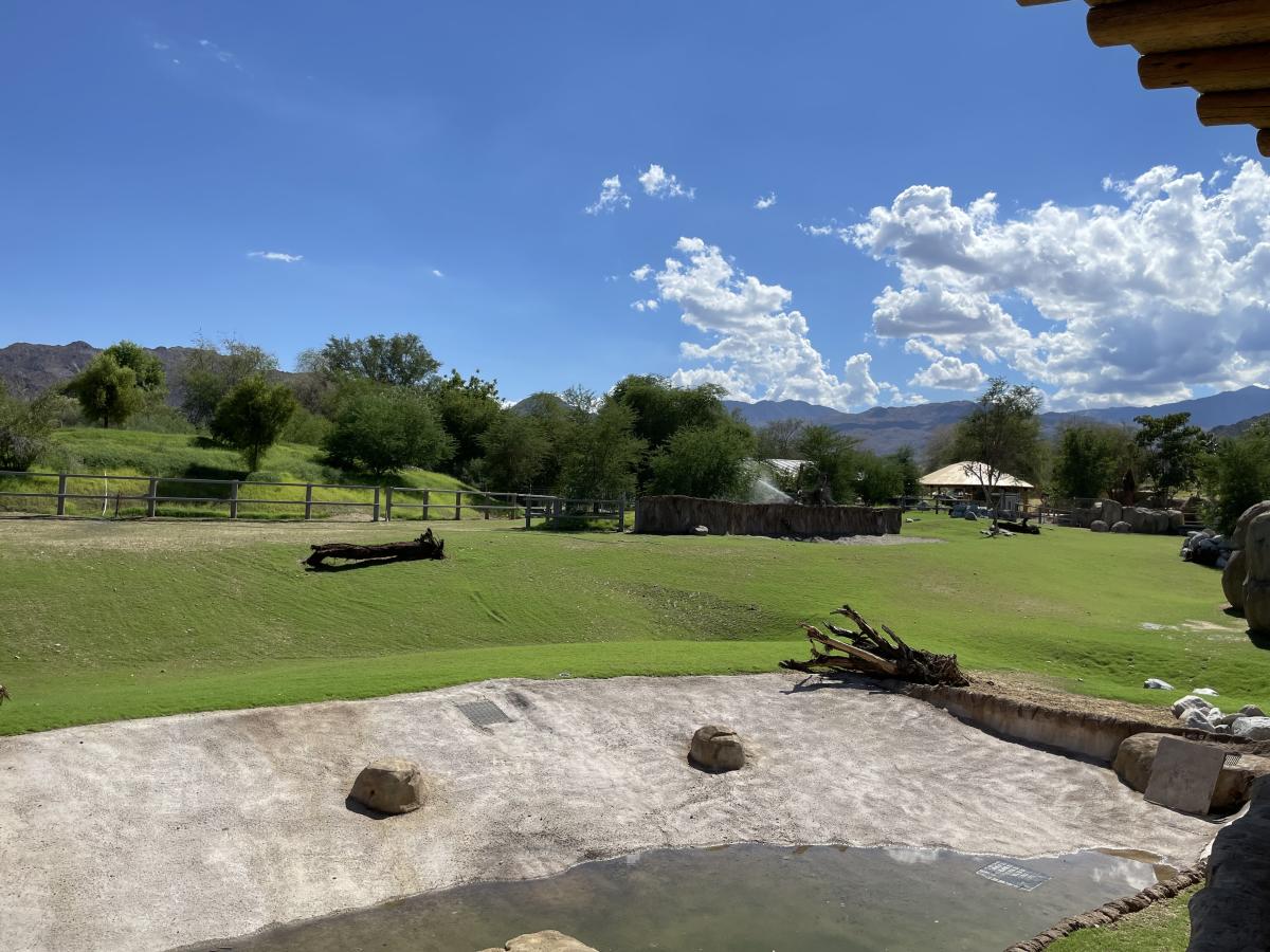 A grassy area with lots of trees in the background part of The Living Desert's new Rhino Savanna