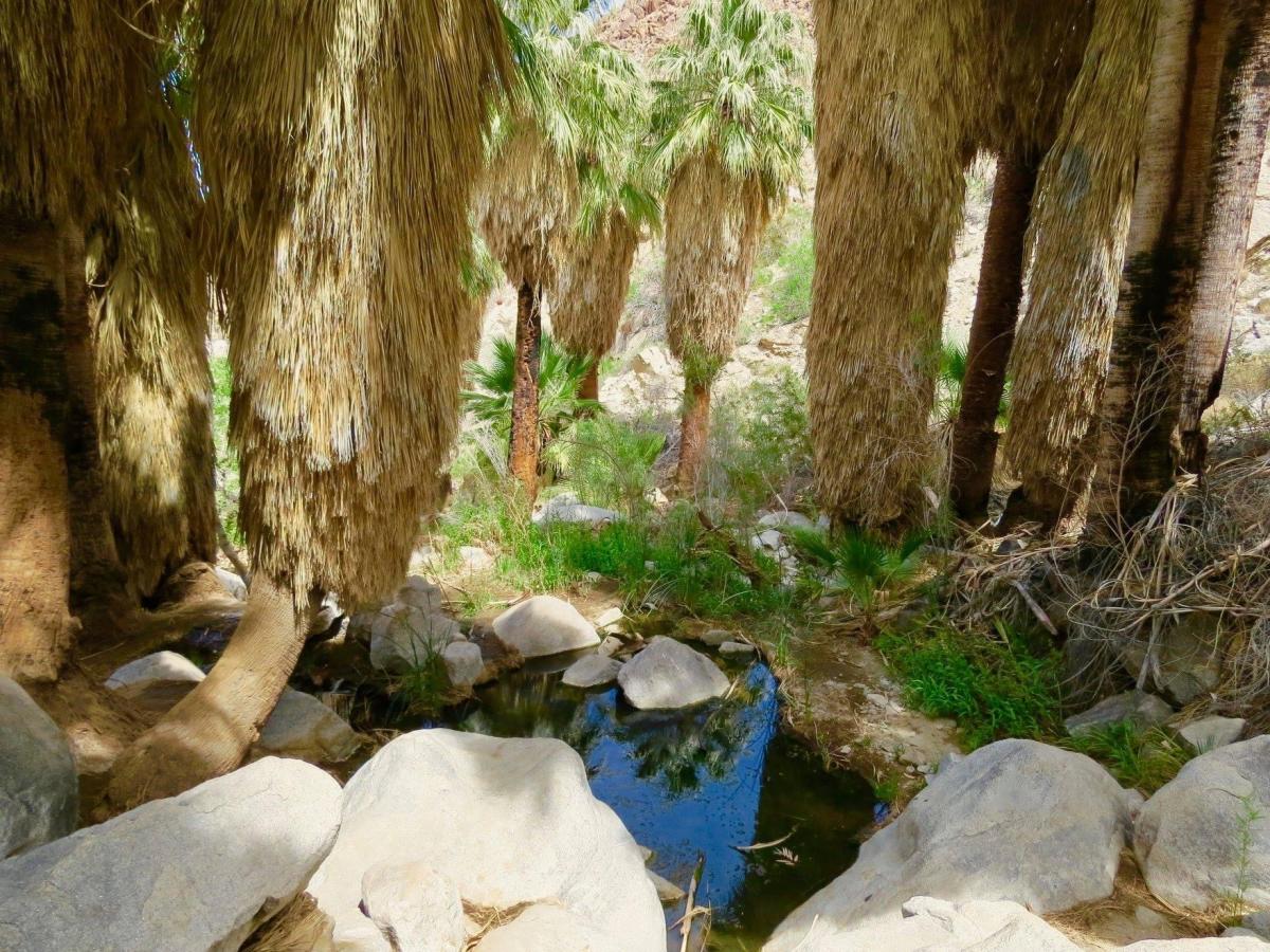 Hiking to an oasis in Greater Palm Springs