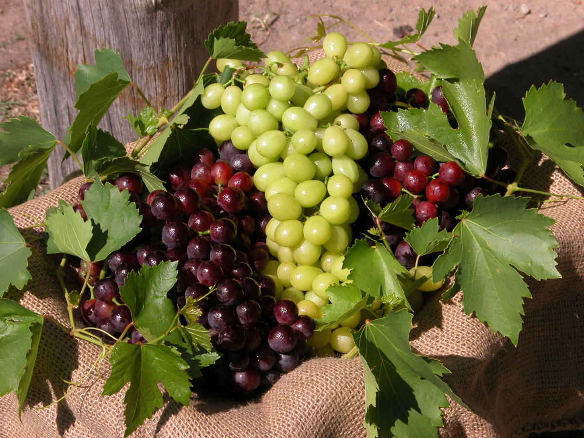 Fresh seasonal grapes in the Swan Valley