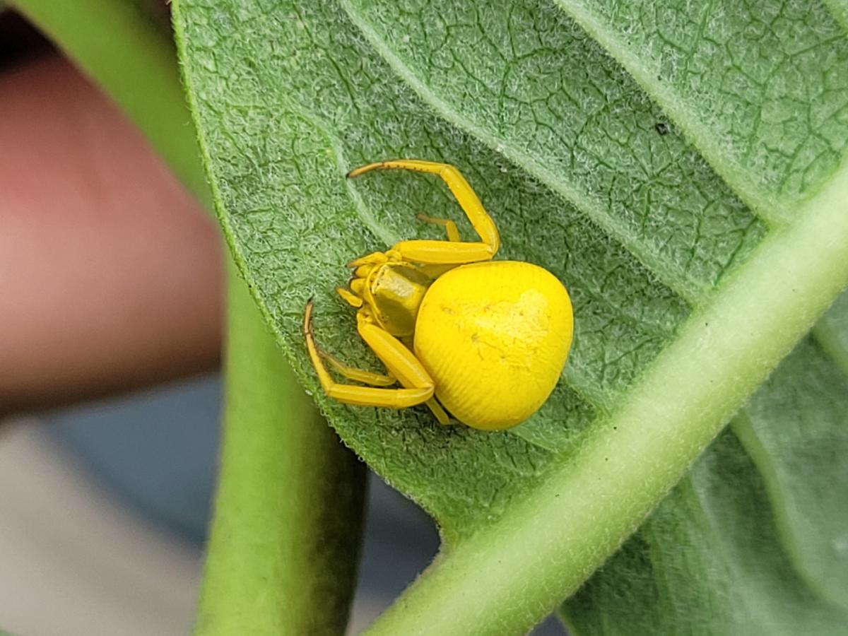 goldenrod crab spider on common milkweed leaf at the Kankakee Sands Nursery