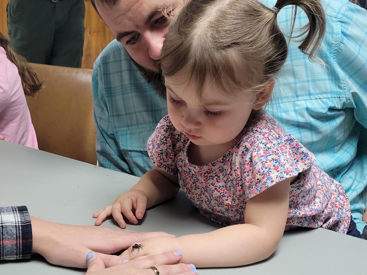 A little girl sits on a man's lap while looking at a spider walking on her hand.