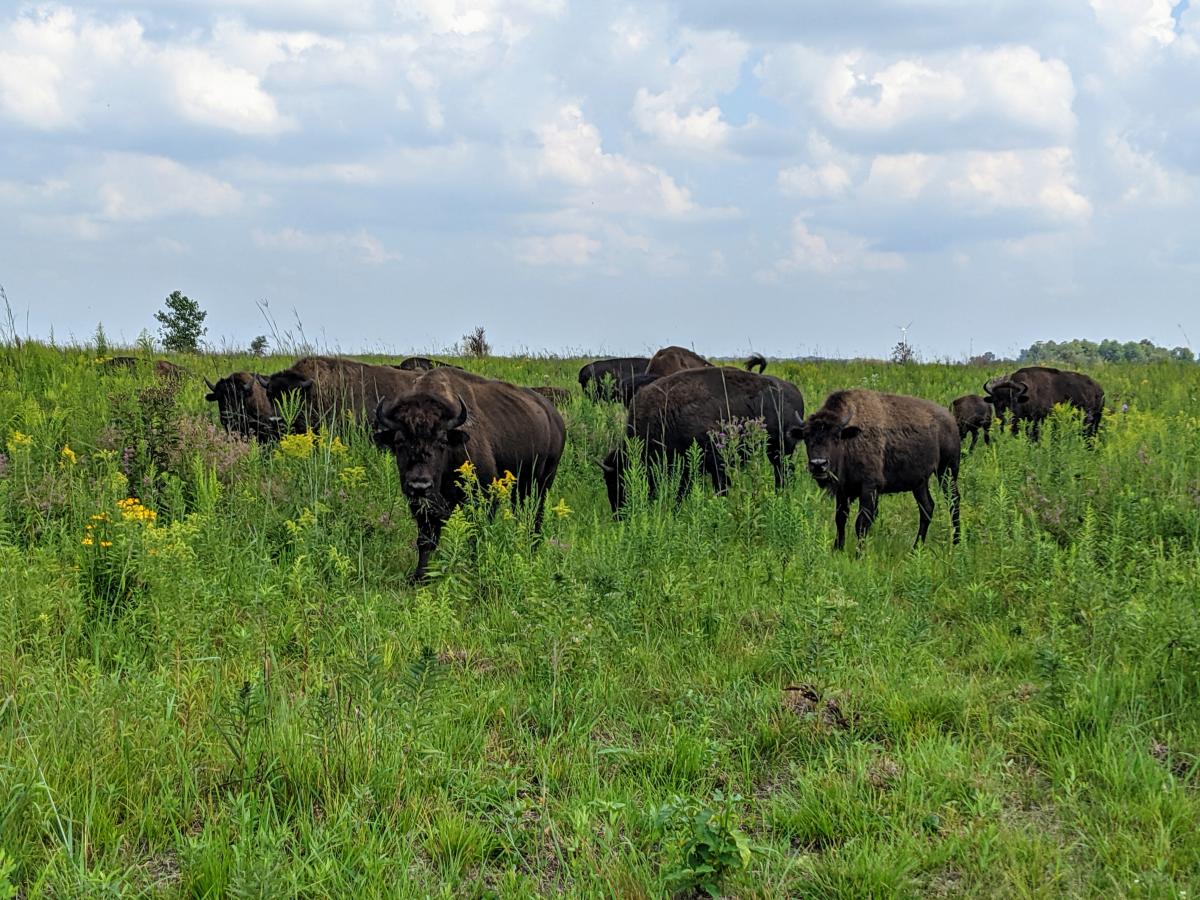 Bison grazing in a prairie