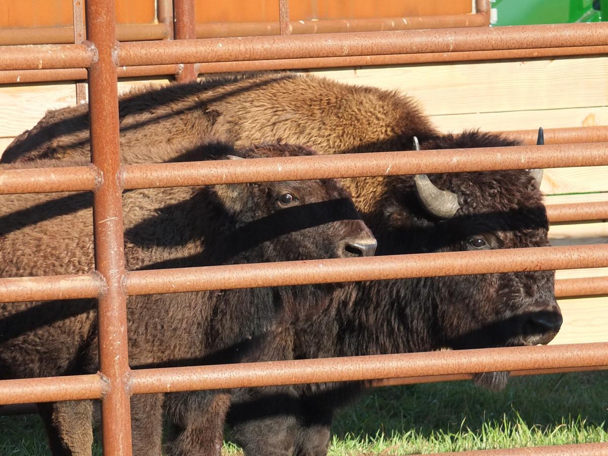 A bison cow and calf stand behind a metal fence corral.