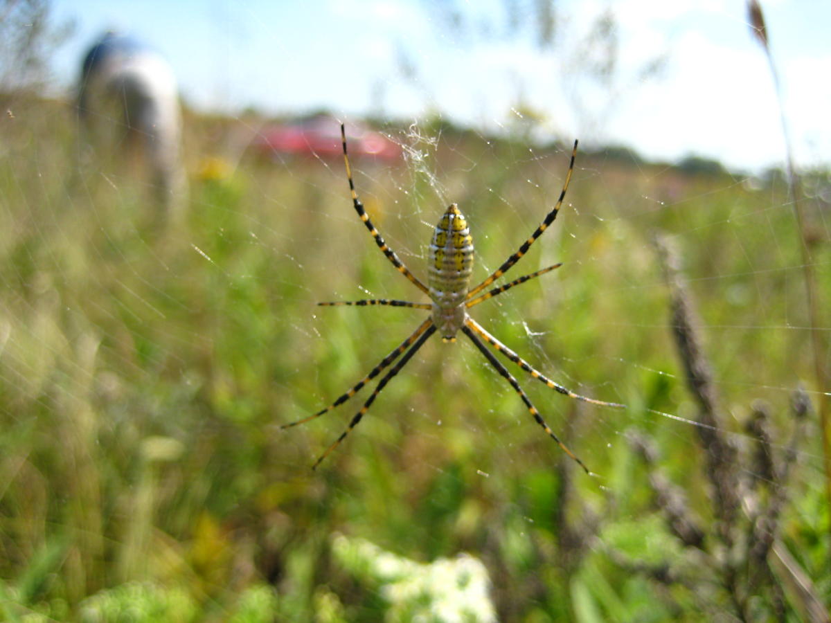 A yellow black and white spider sits with legs outstretched on a web