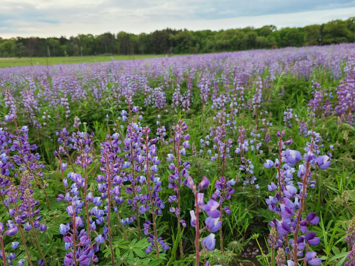 Purple lupin flowers bloom in a prairie
