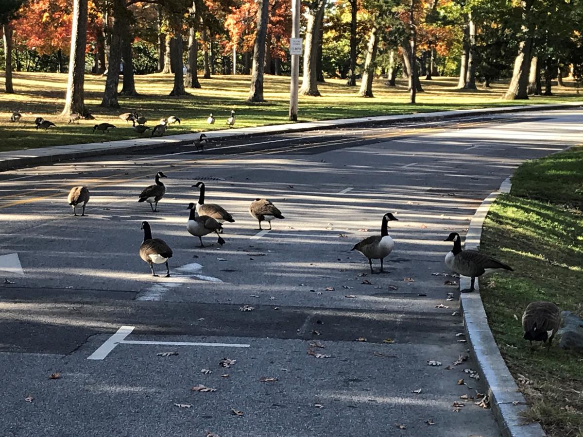 Walking in RI - Roger Williams Park