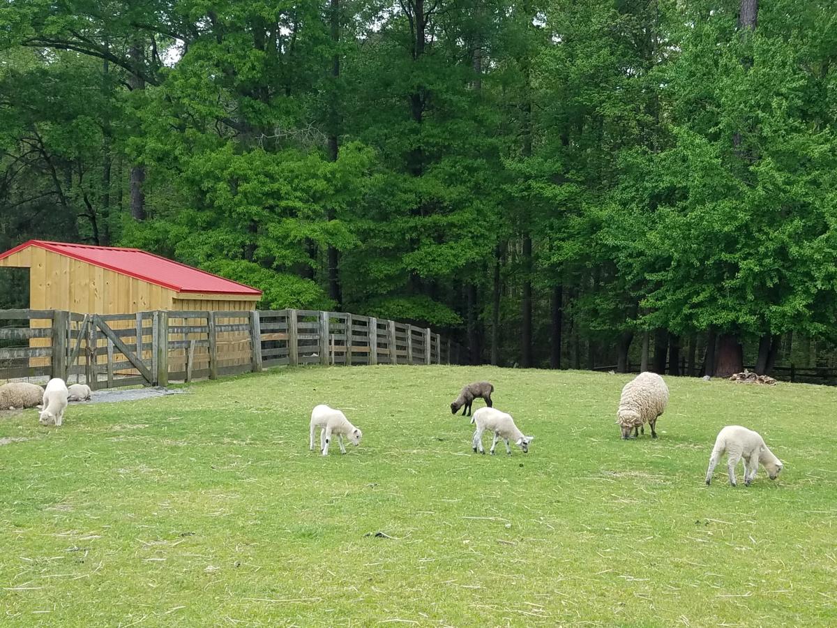 Meadow Farm Sheep
