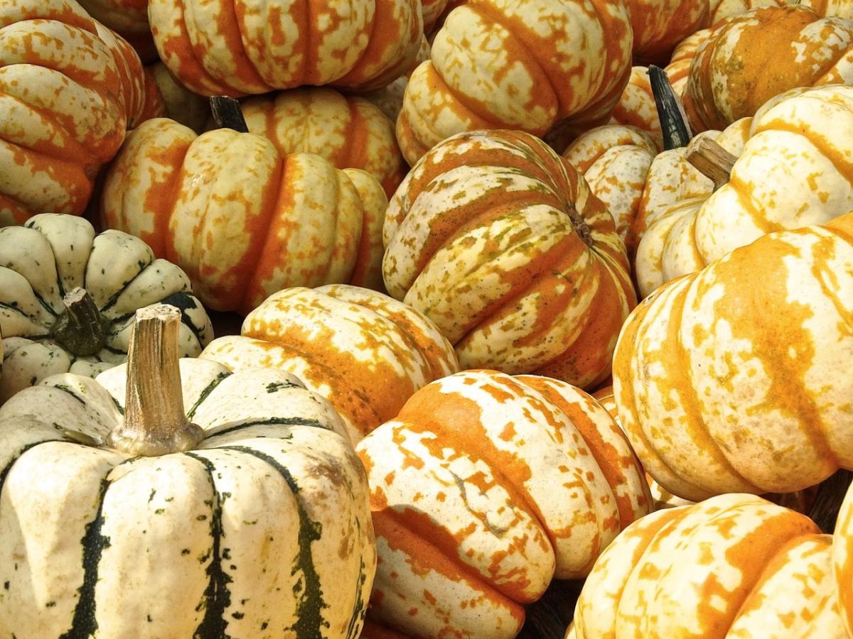 gourds pumpkins