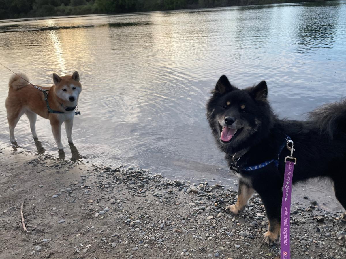 Dogs by River