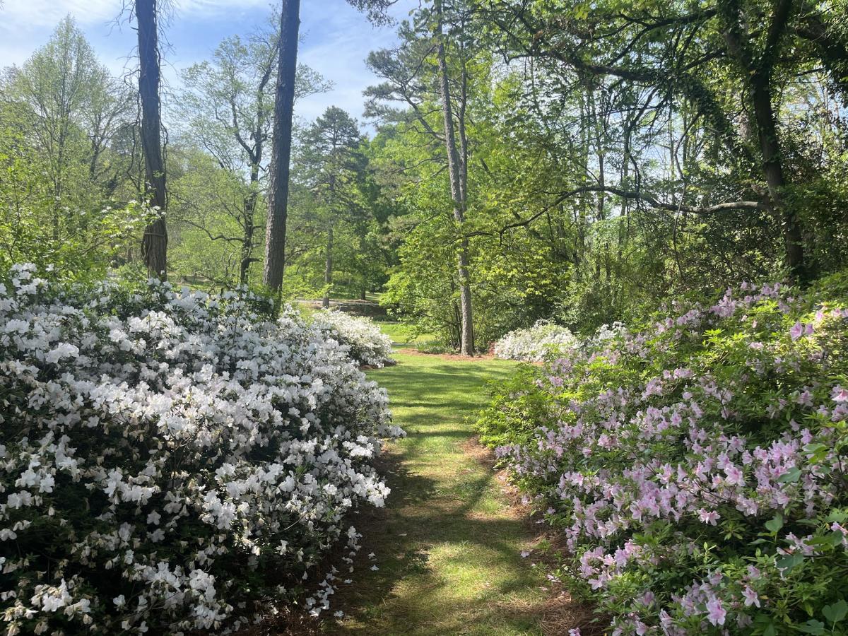 Blooms in Hurley Park