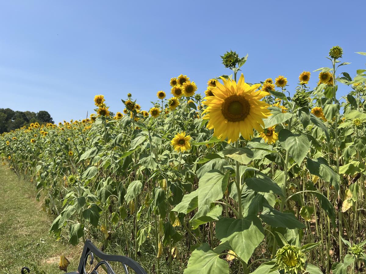 Sunflowers at Patterson Farm