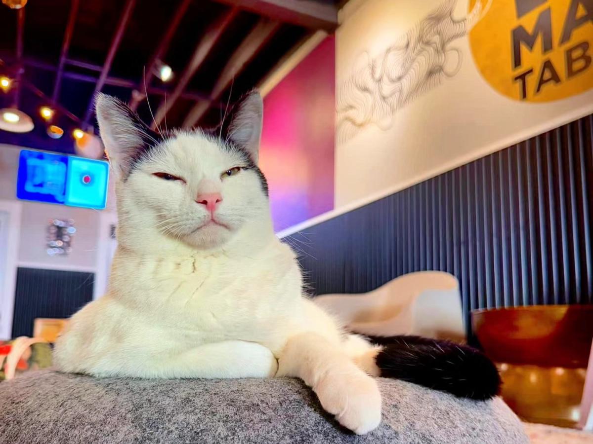 Cat inside cat cafe
