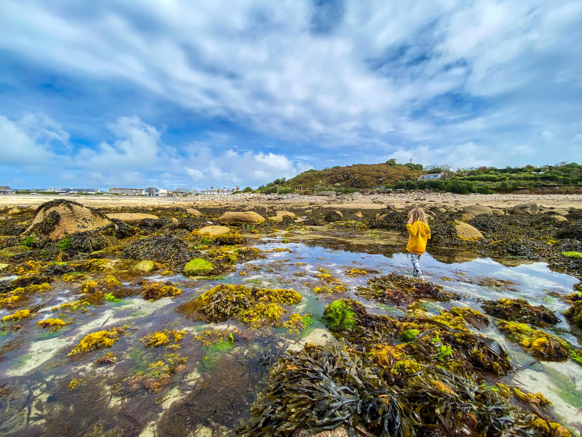 Rockpool Safaris with Orkney