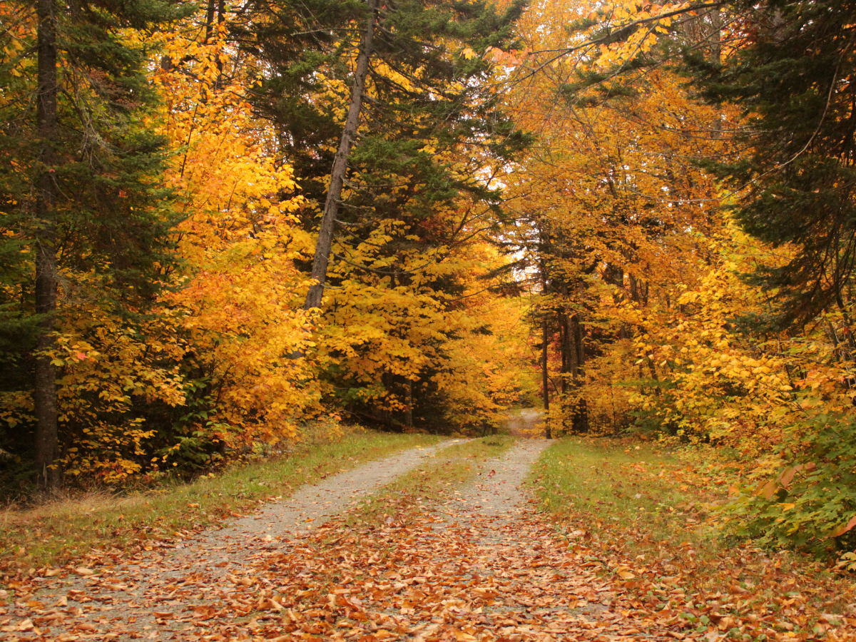 A trail in the woods lined with golden-colored trees covered in fallen leaves in the Finger Lakes region.