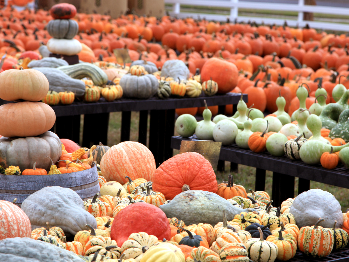 various pumpkins and gourds set up on tables at a pumpkin patch