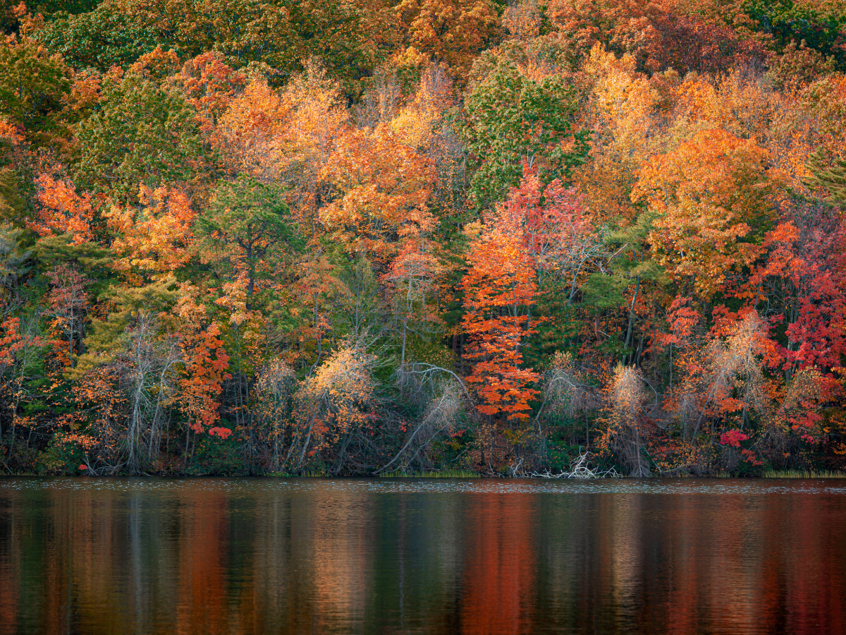 leaves on a lake