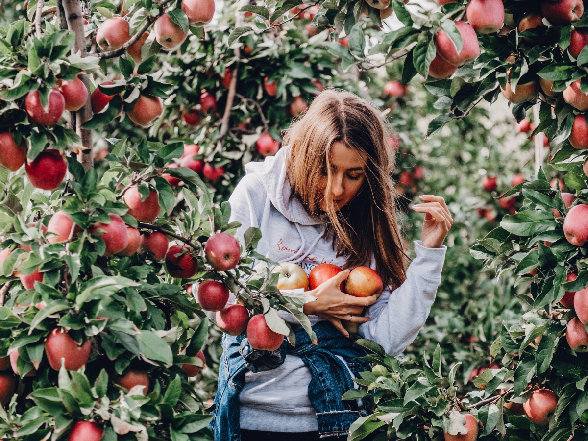 apple picking