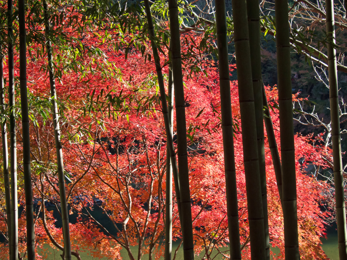 The changing autumn leaves on a group of trees lining a lake in Seneca County, New York.