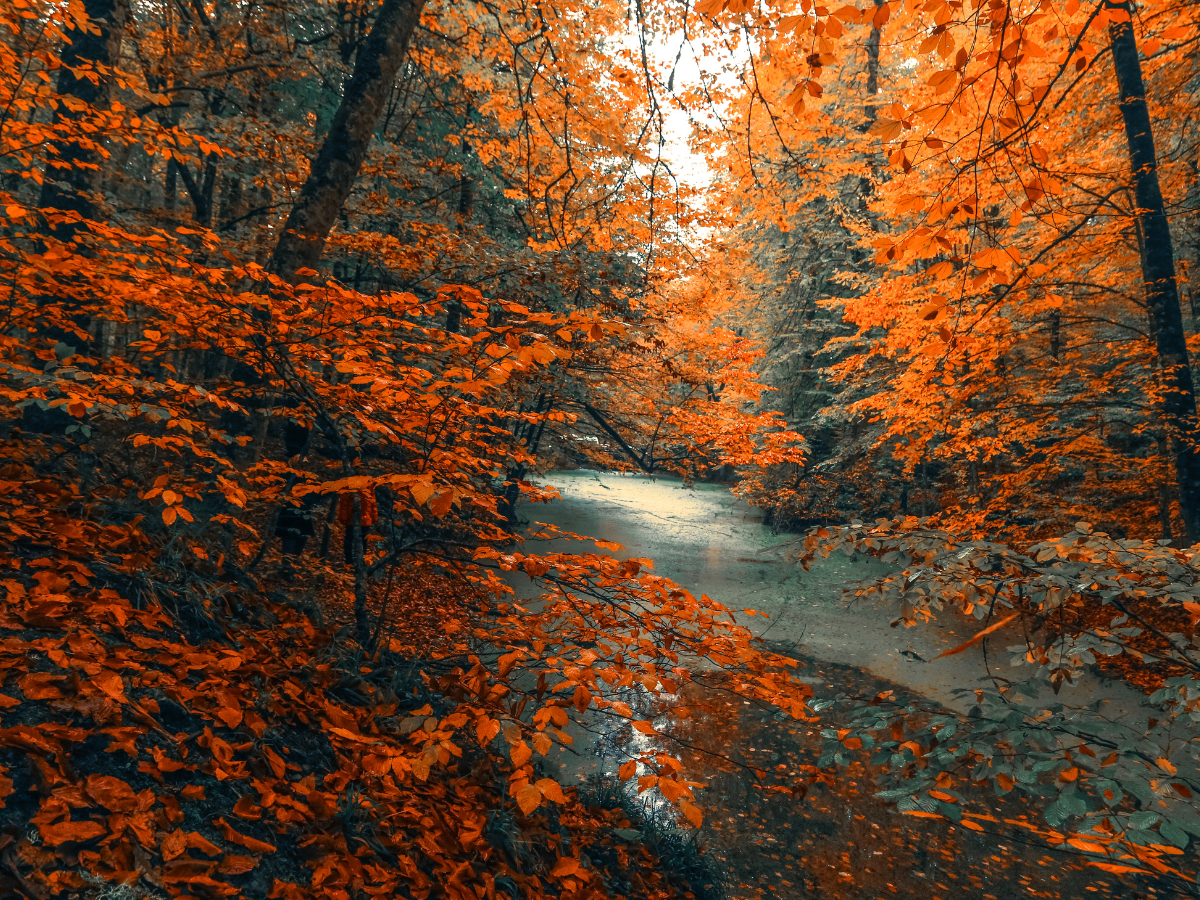 The vibrant orange leaves covering the trees in a heavily wooded Ludovico Sculpture Trail.