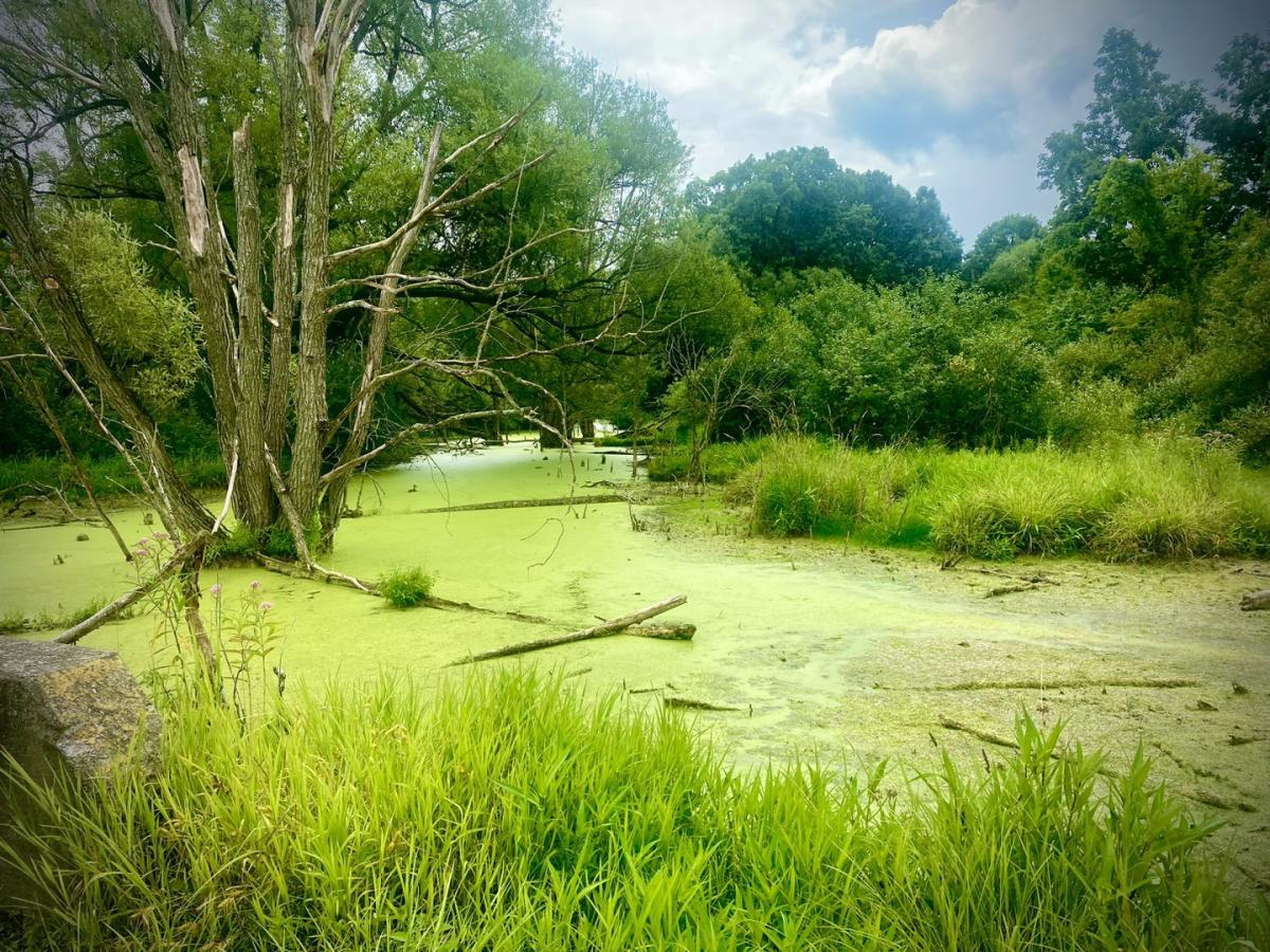 Overgrown beaver dam in a lush green area