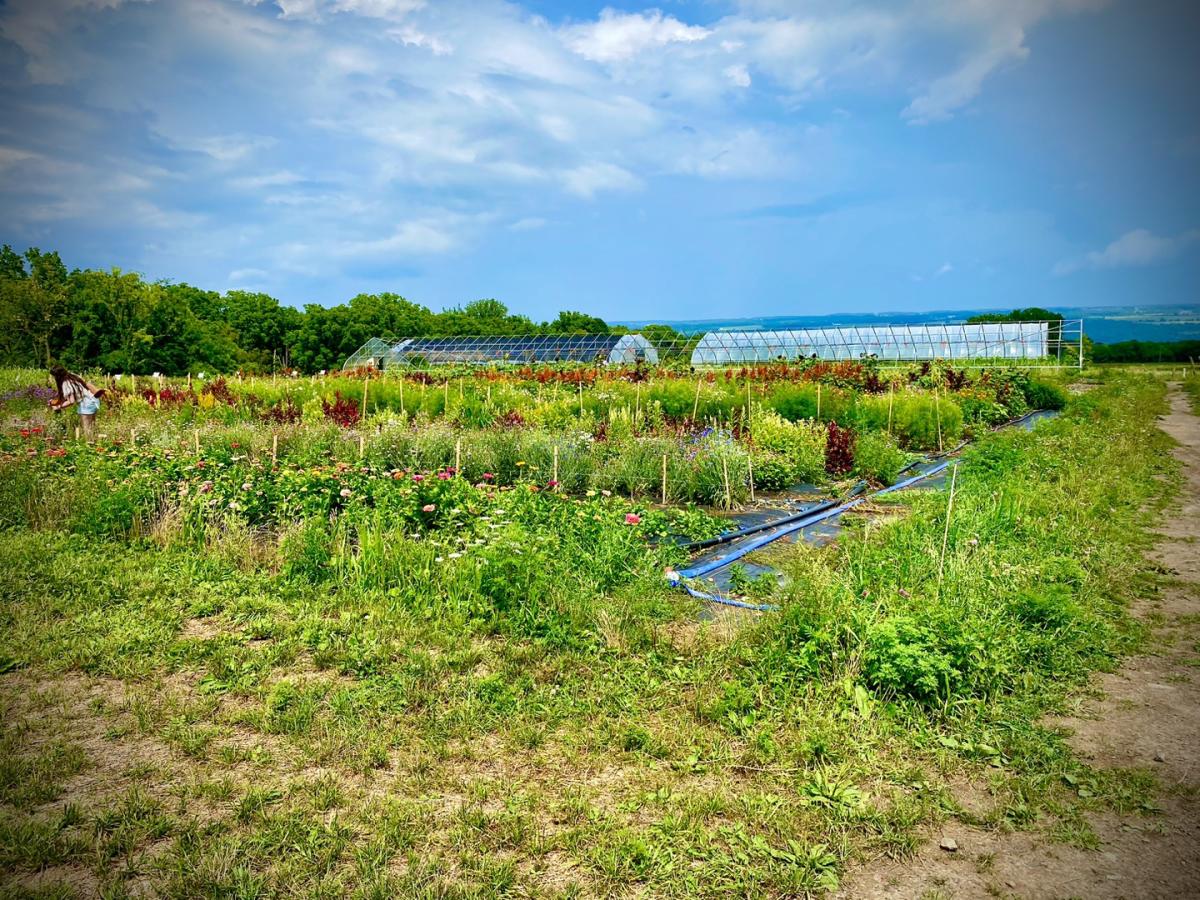 flower garden under a blue sky with green grass surrounding it and a greenhouse in the background
