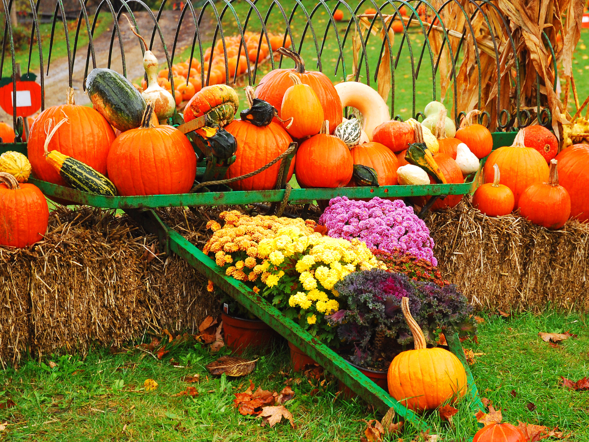 A collection of vibrant-colored pumpkins and flowers lining stacks of hay at The Pumpkin Stand in Ovid.