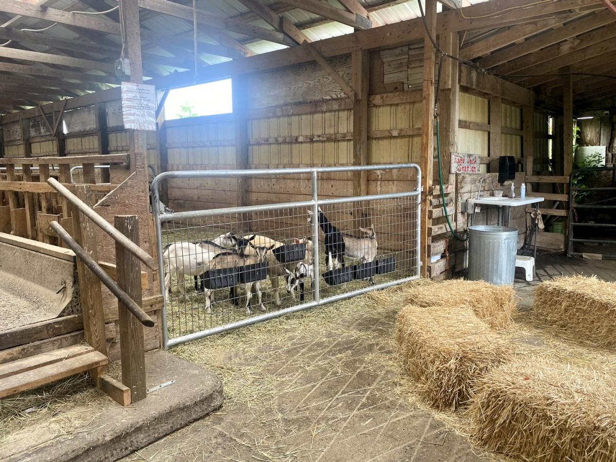 Pen filled with baby goats inside of a barn surrounded by hay