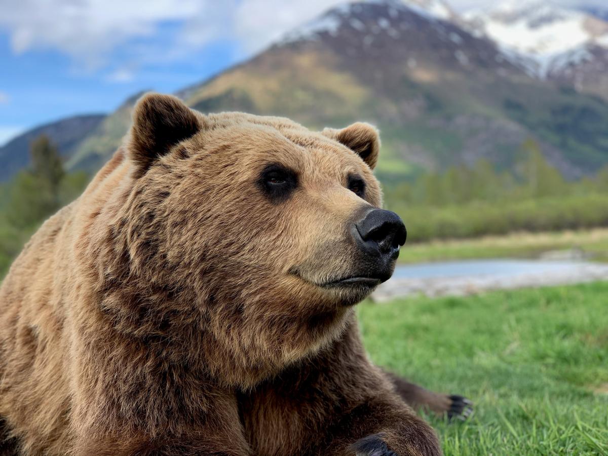 Patron the Brown Bear