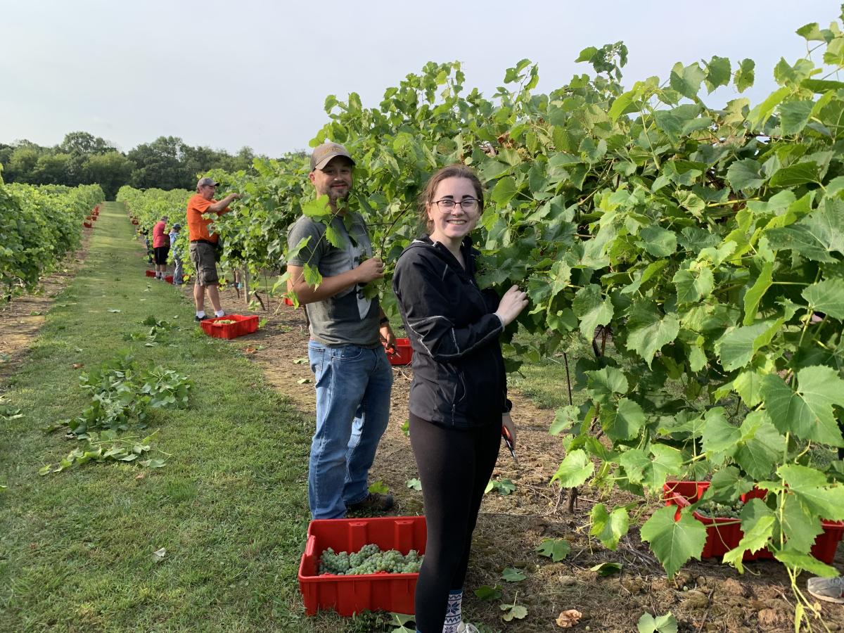 rock ridge grape picking