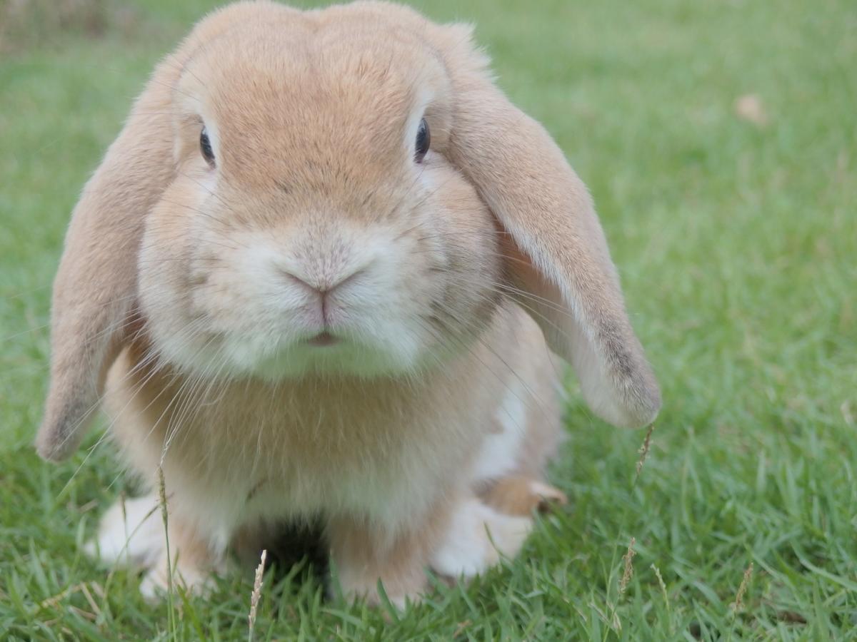 Little tan bunny hanging out and looking cute in the grass.