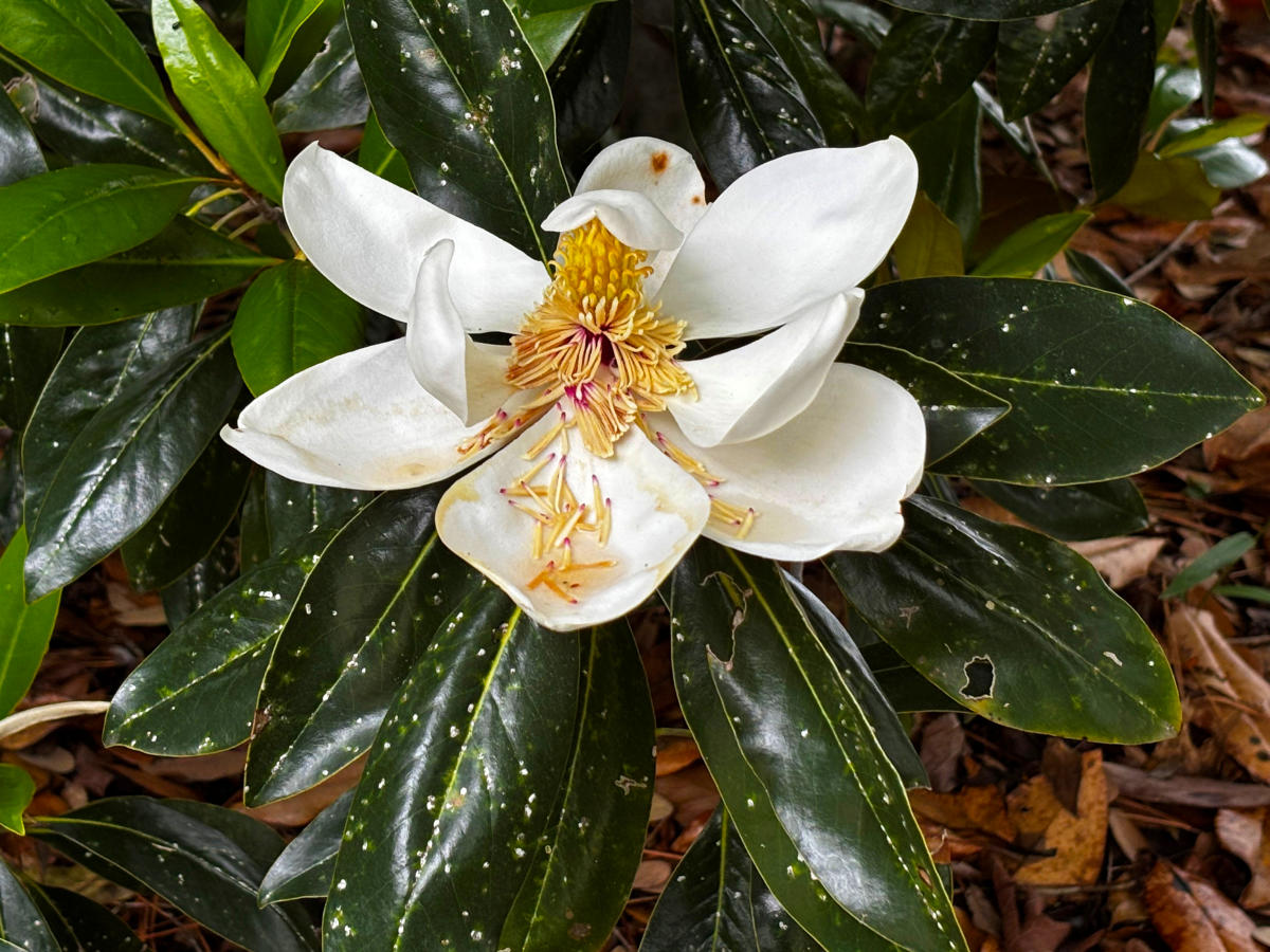 White Southern magnolia bloom surrounded by glossy green leaves after a rainstorm at the Visit The Northshore Visitor Center in Mandeville, Louisiana.