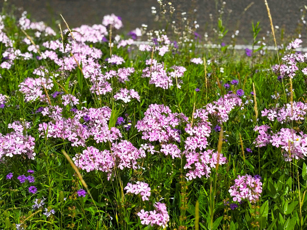 ink prairie phlox blankets the grassy median between the entrance and exit drives at the Visit The Northshore Visitor Center, mixed with scattered purple verbena and spring grasses.