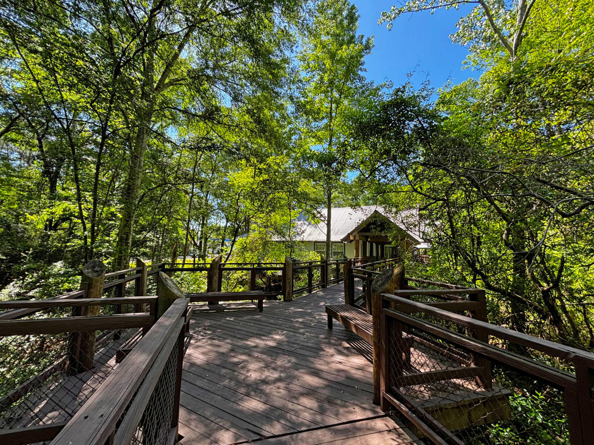 Boardwalk overlook and wooded wetlands surrounding the north side of the Visit The Northshore Visitor Center in Mandeville, Louisiana.