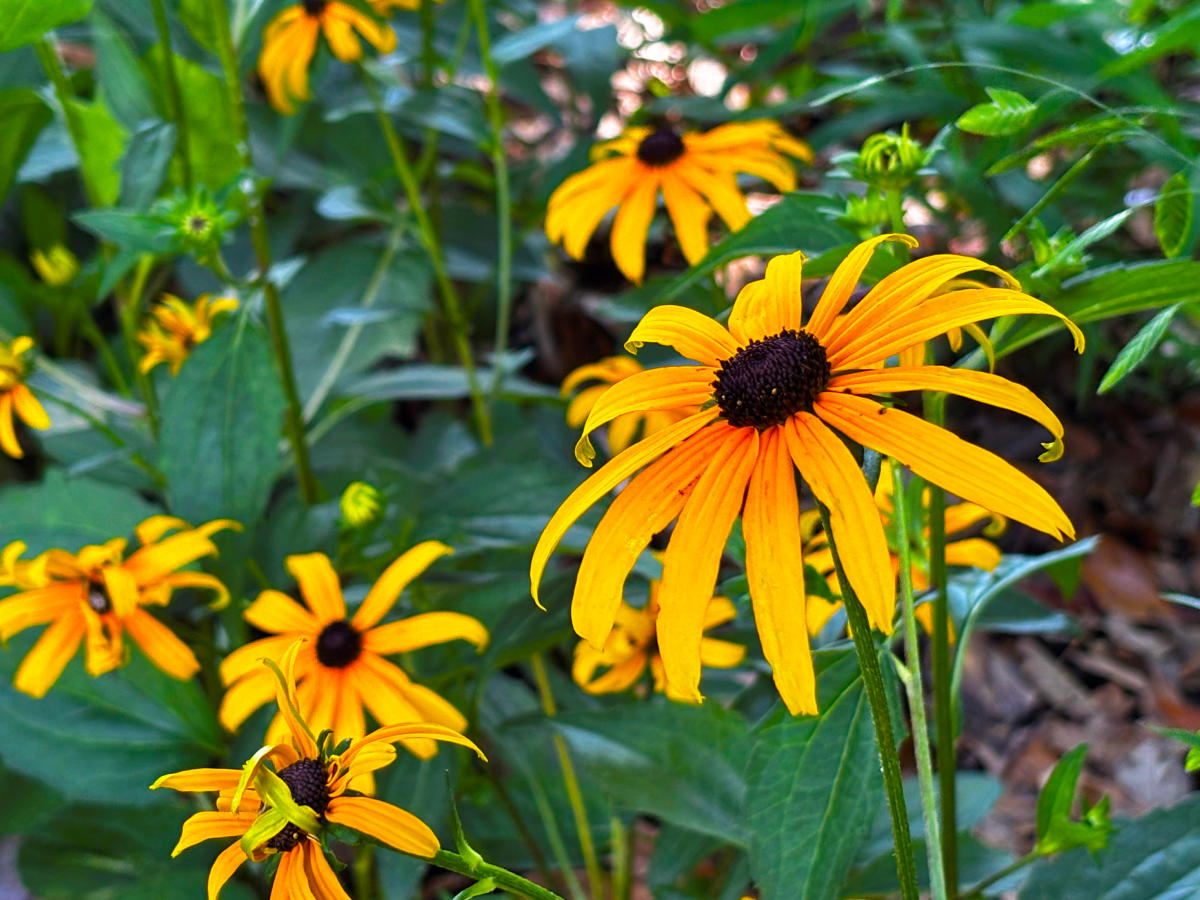 Yellow narrowleaf sunflower blooms fill a native garden bed at the Visit The Northshore Visitor Center in Mandeville, Louisiana.