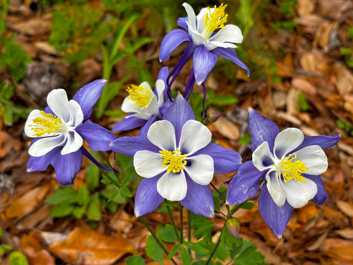 Close-up of purple and white columbine flowers blooming in the native gardens at the Visit The Northshore Visitor Center in Mandeville, Louisiana.