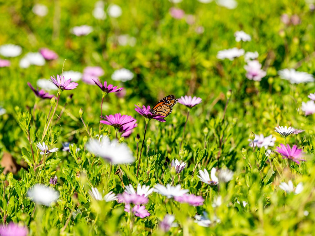 Gibbs Butterfly Park flowers and butterflies in a field