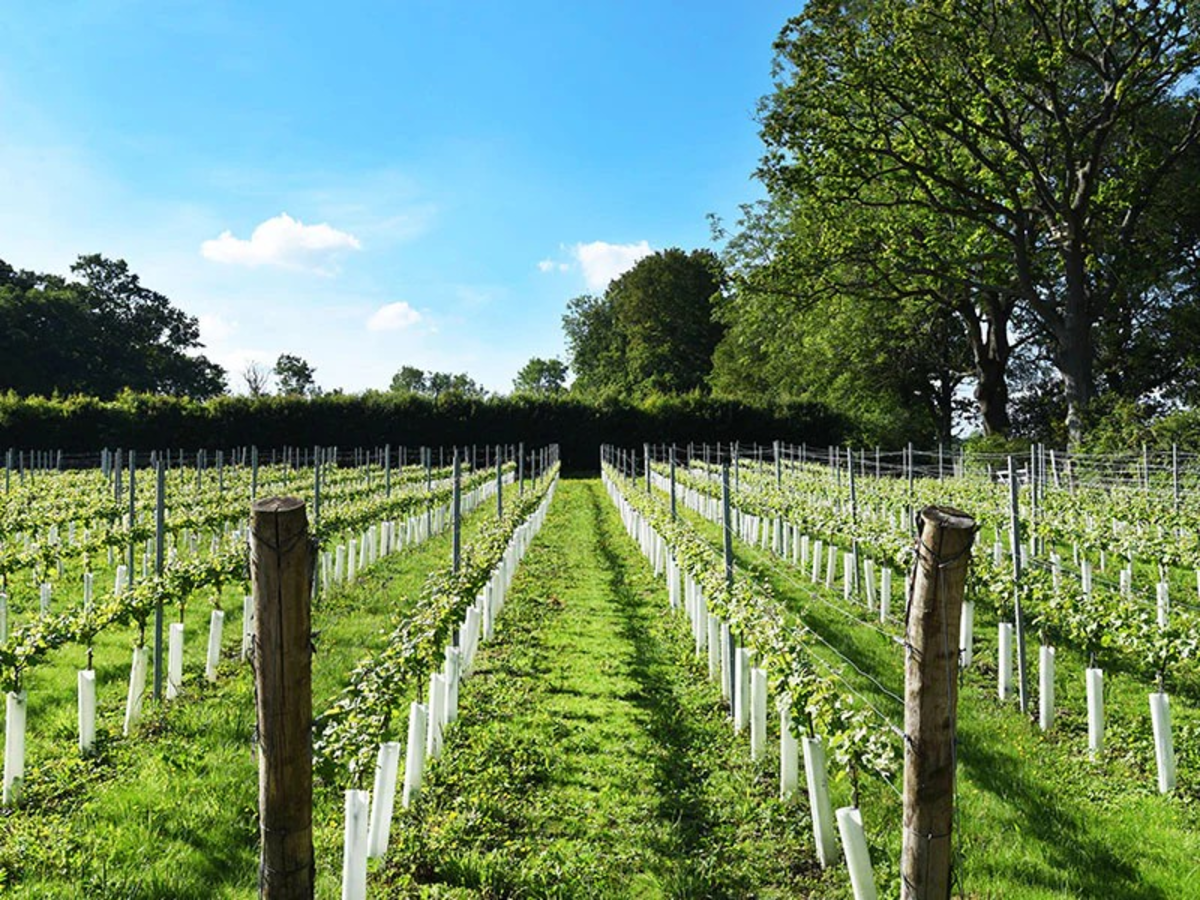 Vines at Mousehall Distillery & Winery