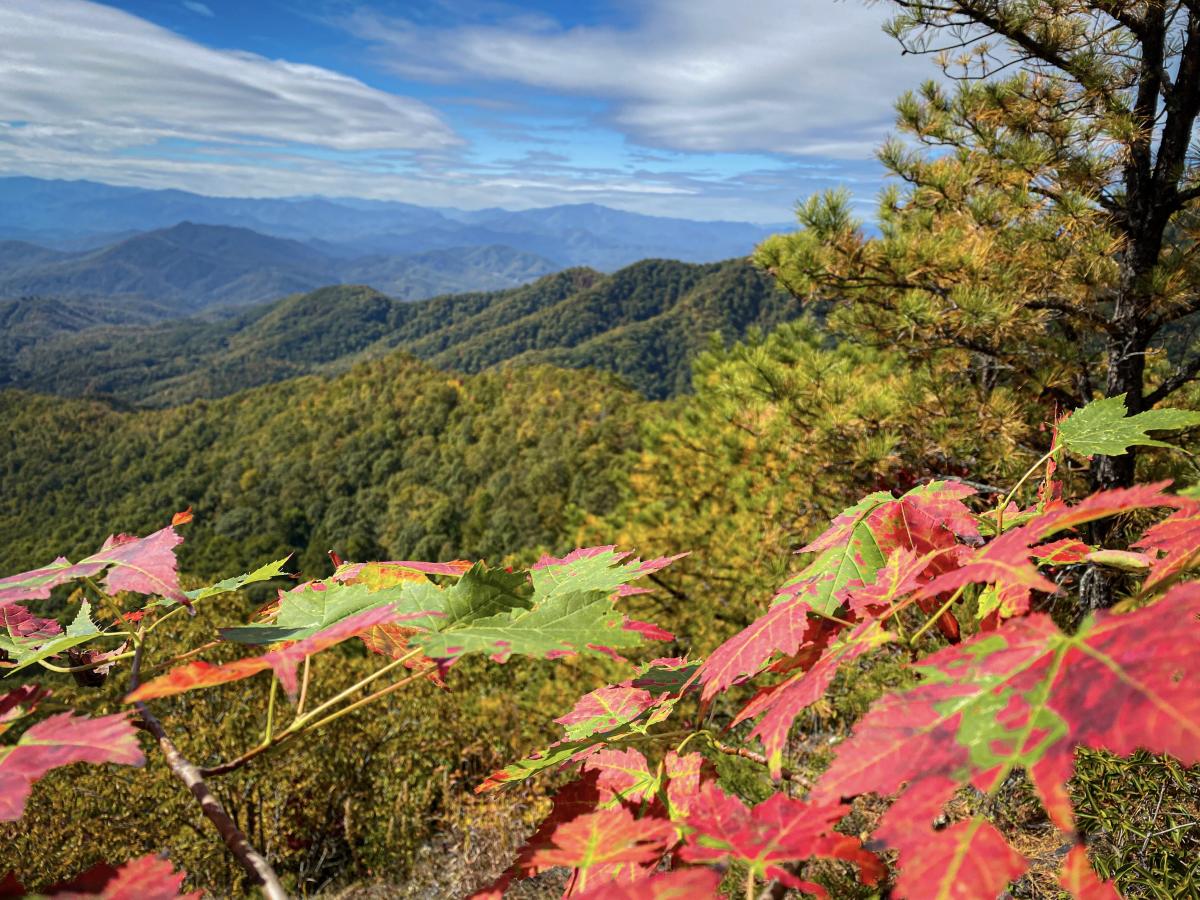 Fall Mountains Leaves