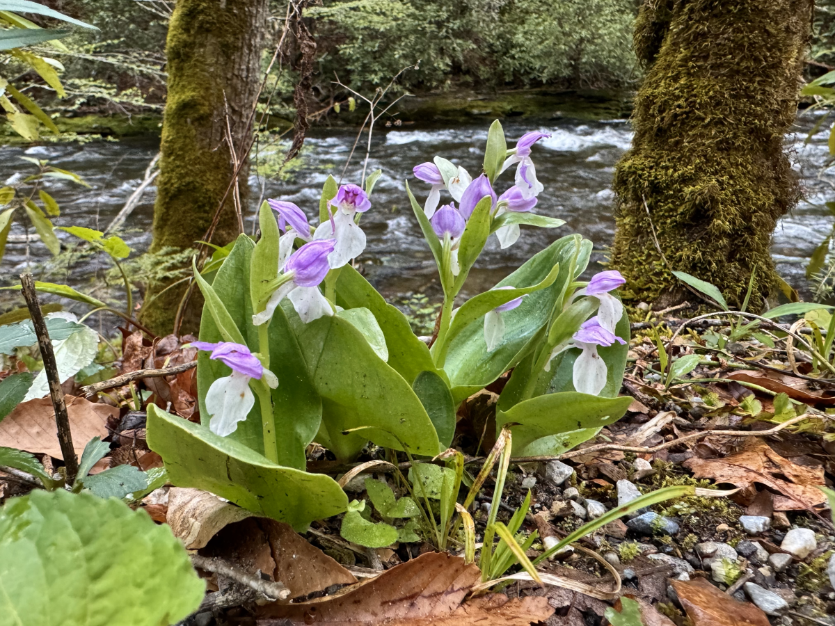 Spring Flowers