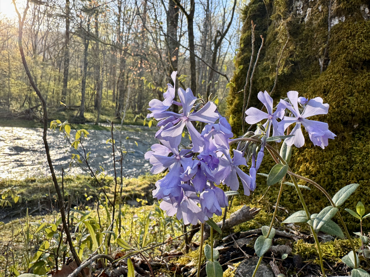 Spring Oconaluftee River Mountain Farm Museum