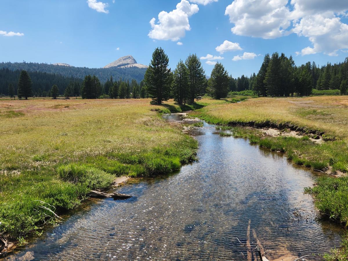 Yosemite_Meadow