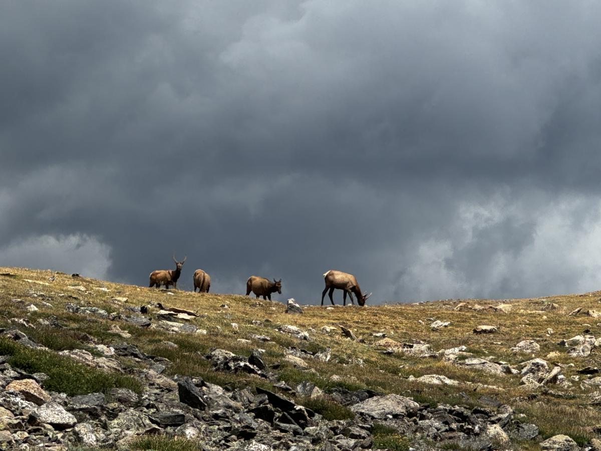 Elk in the Rain Rocky Mountain Park