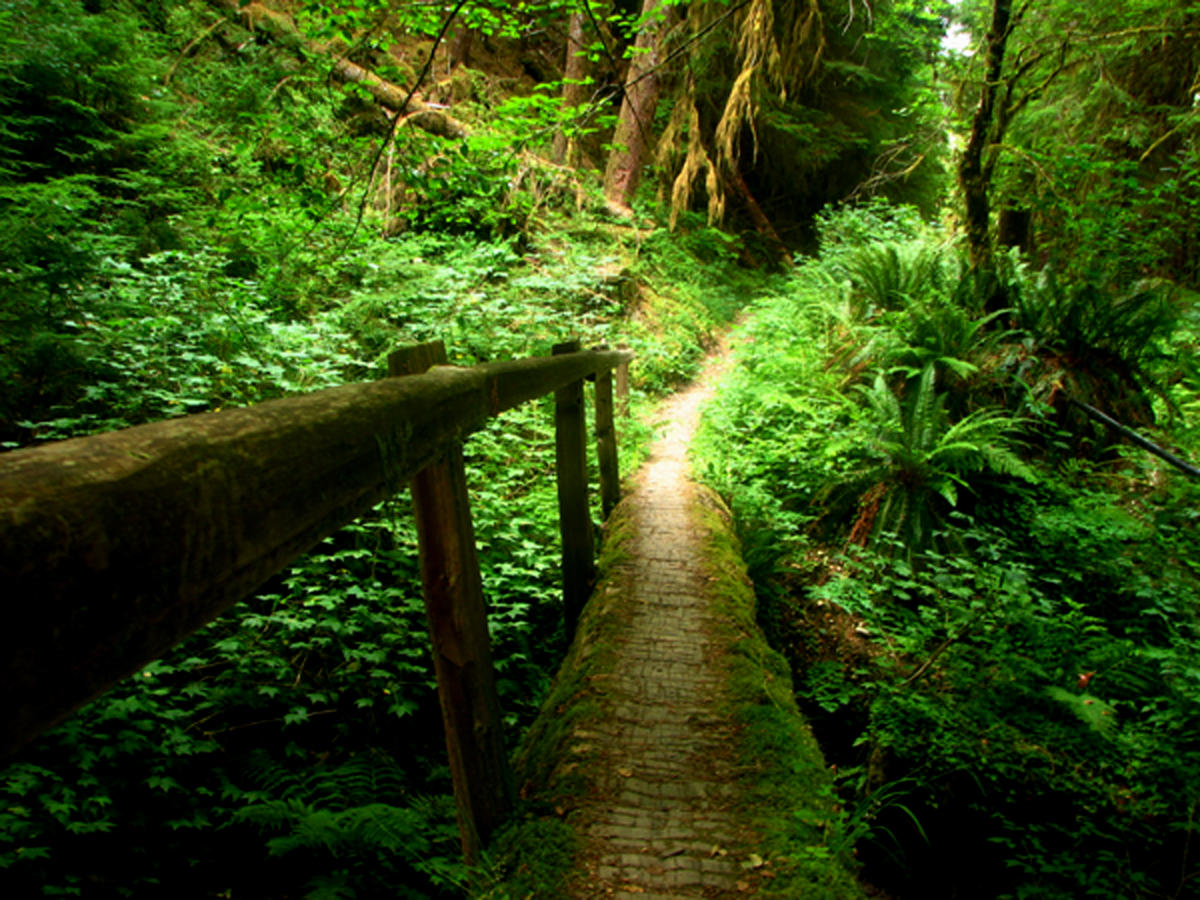 Quinault Trail_OlympicNp